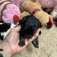 April Toby, a male Shihpoo and Shorkie for sale in Concordia, KS – Photo 1 of 6