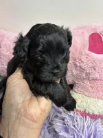 Bella, a female Shihpoo and Shorkie for sale in Concordia, KS – Photo 2 of 6
