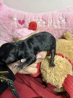 Archie, a male Shihpoo and Shorkie for sale in Concordia, KS – Photo 3 of 6