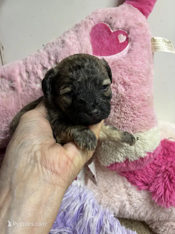 Dusty – Shihpoo, Shorkie puppy for sale in Concordia, KS