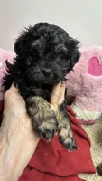 Easter Pepper, a male Shihpoo and Shorkie for sale in Concordia, KS – Photo 2 of 8