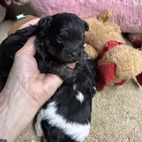 April Toby, a male Shihpoo and Shorkie for sale in Concordia, KS – Photo 2 of 6