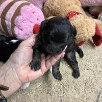 April Toby, a male Shihpoo and Shorkie for sale in Concordia, KS – Photo 4 of 6