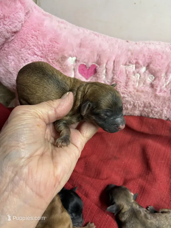 Dusty – Shihpoo, Shorkie puppy for sale in Concordia, KS