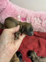 Dusty, a male Shihpoo and Shorkie for sale in Concordia, KS – Photo 1 of 5