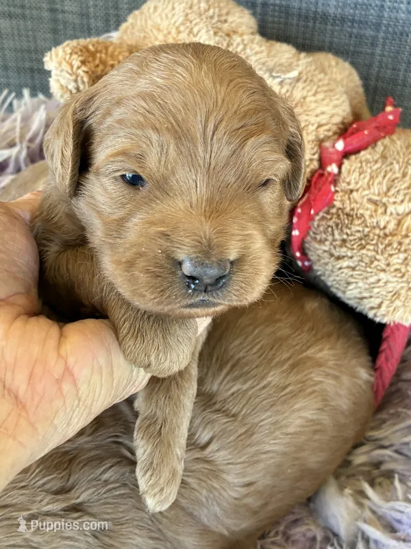 Daisy  – Goldendoodle puppy for sale in Concordia, KS