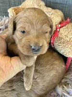 Daisy , a female Goldendoodle for sale in Concordia, KS – 1 of 2