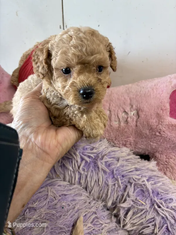 Rusty – Peekapoo puppy for sale in Concordia, KS