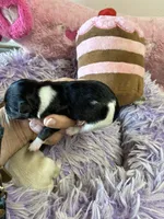 Bella, a female Shihpoo for sale in Concordia, KS – 6 of 10