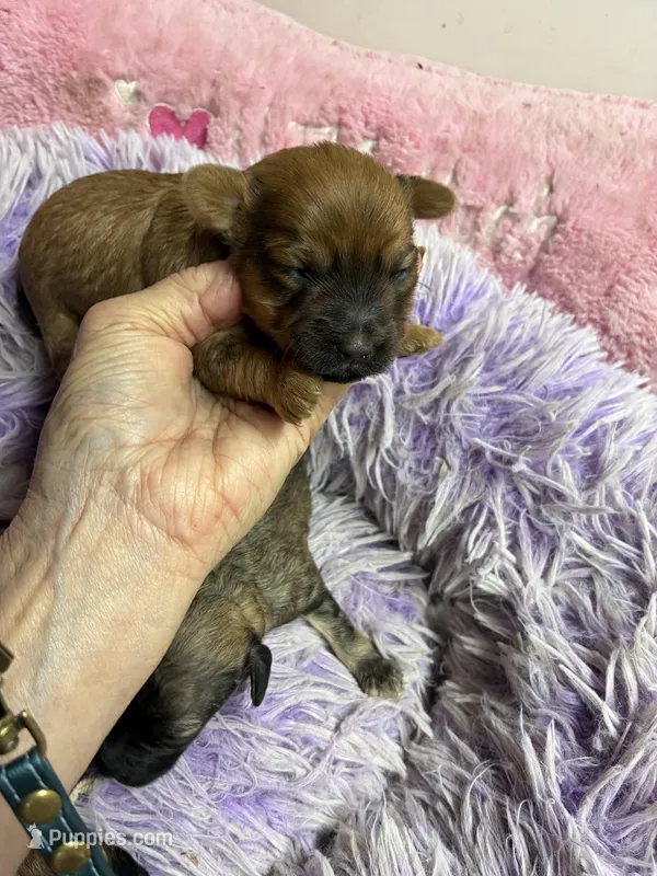 Buffy – Shihpoo puppy for sale in Concordia, KS
