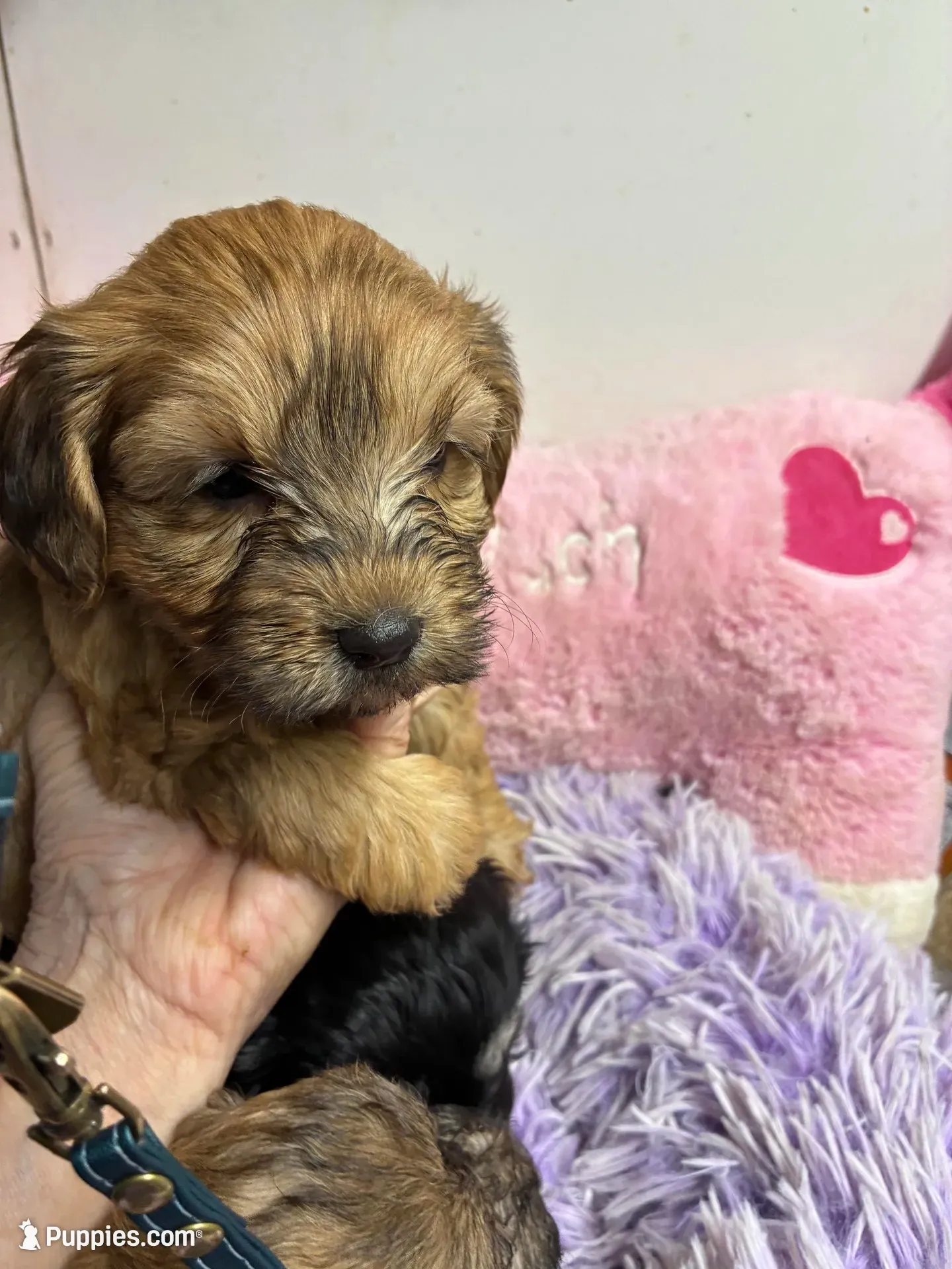 Ready to go Pumpkin , a female Shihpoo for sale in Concordia, KS – 4 of 4