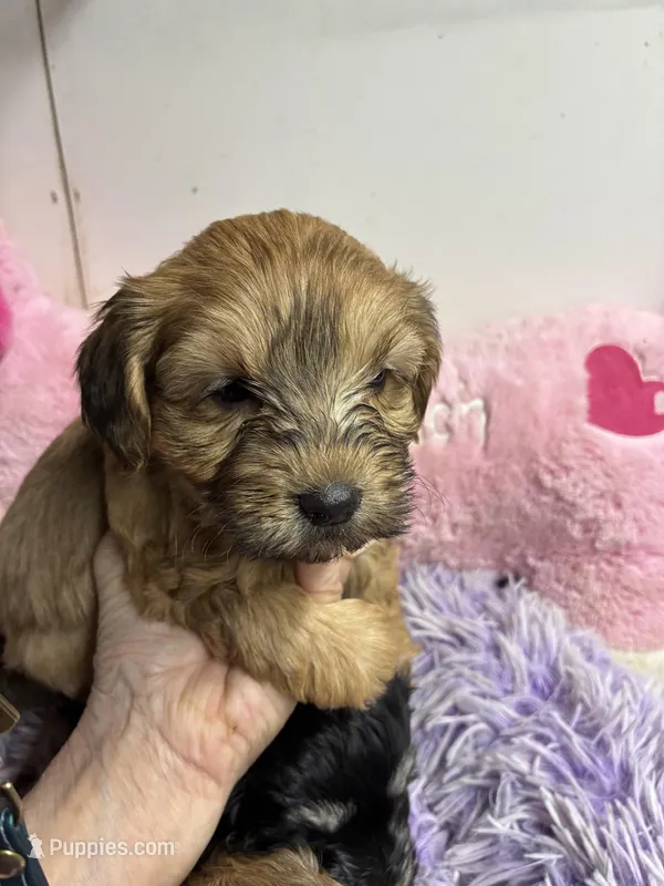 Pumpkin  – Shihpoo puppy for sale in Concordia, KS
