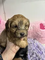Pumpkin , a female Shihpoo for sale in Concordia, KS – 1 of 4