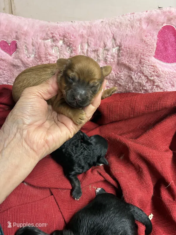 Buffy – Shihpoo puppy for sale in Concordia, KS