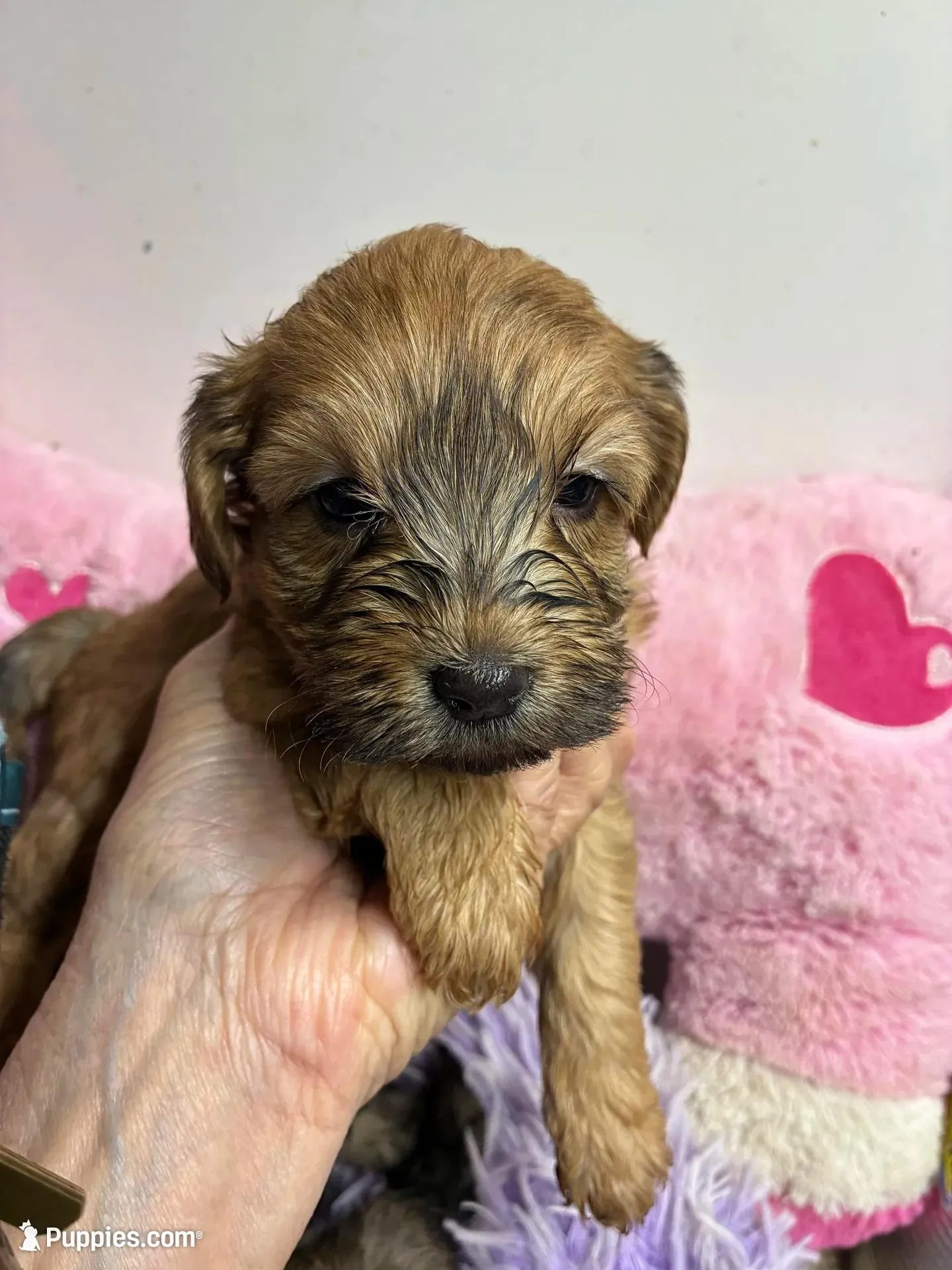 Pumpkin , a female Shihpoo for sale in Concordia, KS – 4 of 4