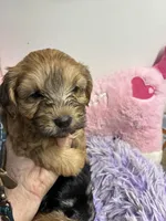 Pumpkin , a female Shihpoo for sale in Concordia, KS – 3 of 4