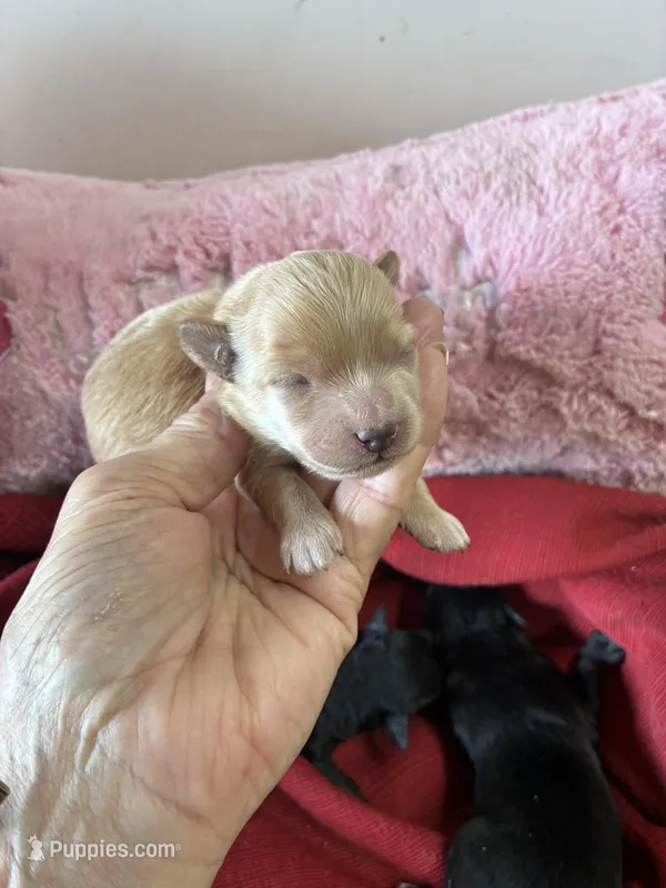Buffy – Shihpoo puppy for sale in Concordia, KS