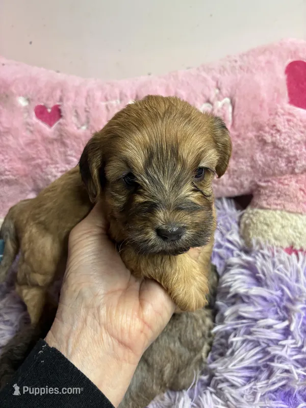 Buffy – Shihpoo puppy for sale in Concordia, KS
