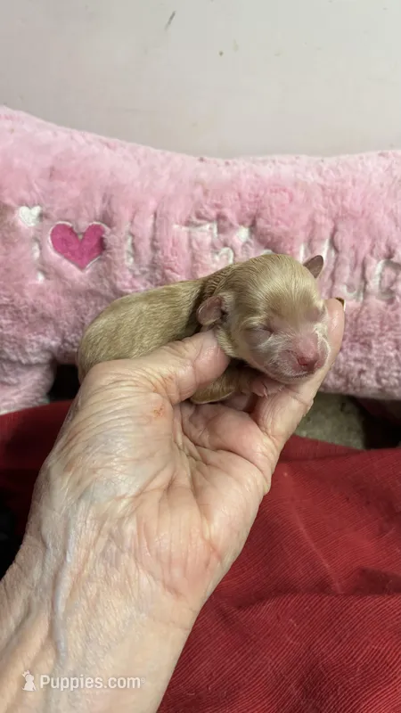 Buffy – Shihpoo puppy for sale in Concordia, KS