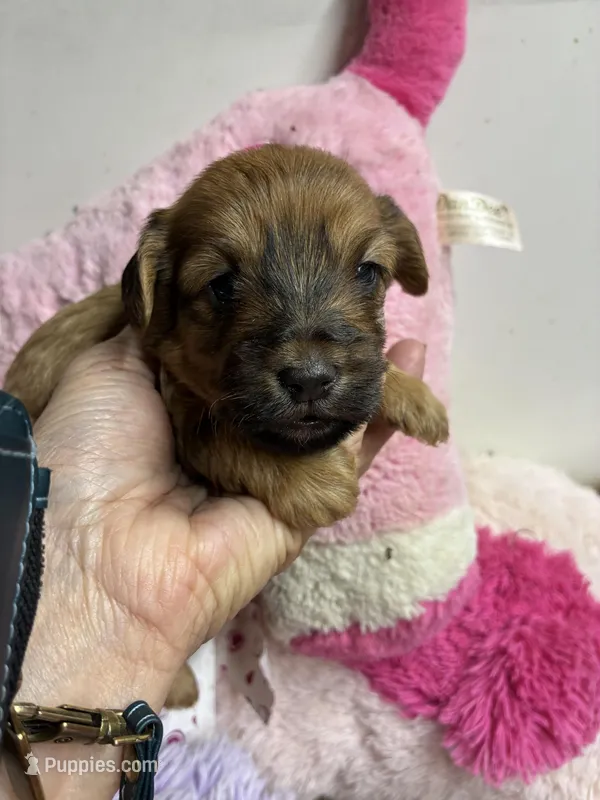 Buffy – Shihpoo puppy for sale in Concordia, KS