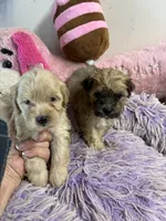 Lilly , a female Shihpoo for sale in Concordia, KS – 7 of 8
