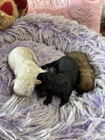 Muffin , a female Shihpoo for sale in Concordia, KS – 4 of 6