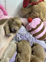 Opie, a male Goldendoodle for sale in Concordia, KS – 2 of 3