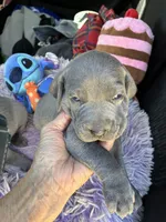 AKC Silver , a female Shihpoo for sale in Concordia, KS – 4 of 4