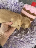 Sydney , a female Goldendoodle for sale in Concordia, KS – Photo 3 of 7