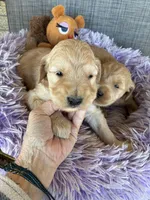 Lilly, a female Goldendoodle for sale in Concordia, KS – Photo 4 of 4