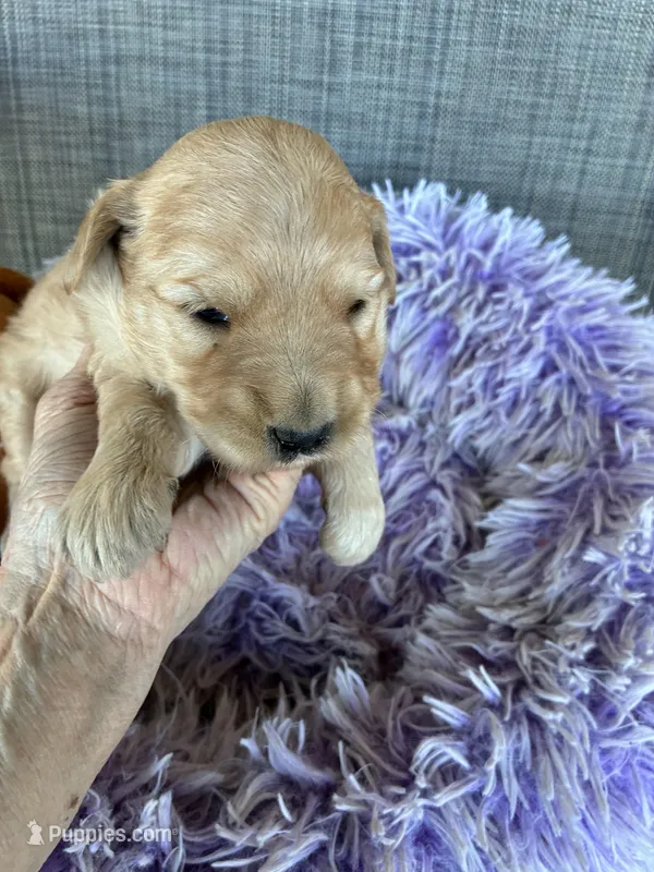 Easter Bunny, a female Goldendoodle for sale in Concordia, KS – Photo 1 of 5