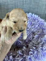 Easter Bunny, a female Goldendoodle for sale in Concordia, KS – Photo 1 of 5