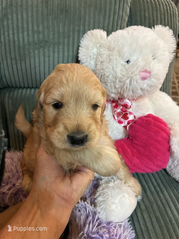 Lilly – Goldendoodle puppy for sale in Concordia, KS