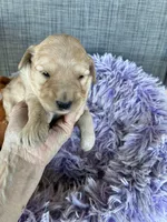 Easter Bunny, a female Goldendoodle for sale in Concordia, KS – Photo 2 of 5