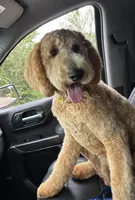 Sydney , a female Goldendoodle for sale in Concordia, KS – Photo 5 of 7