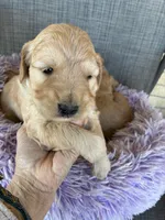 Lilly, a female Goldendoodle for sale in Concordia, KS – Photo 1 of 4
