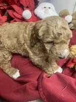 Sydney , a female Goldendoodle for sale in Concordia, KS – Photo 6 of 7