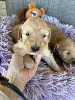 Lilly, a female Goldendoodle for sale in Concordia, KS – Photo 3 of 4