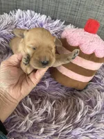 Sydney , a female Goldendoodle for sale in Concordia, KS – Photo 2 of 7
