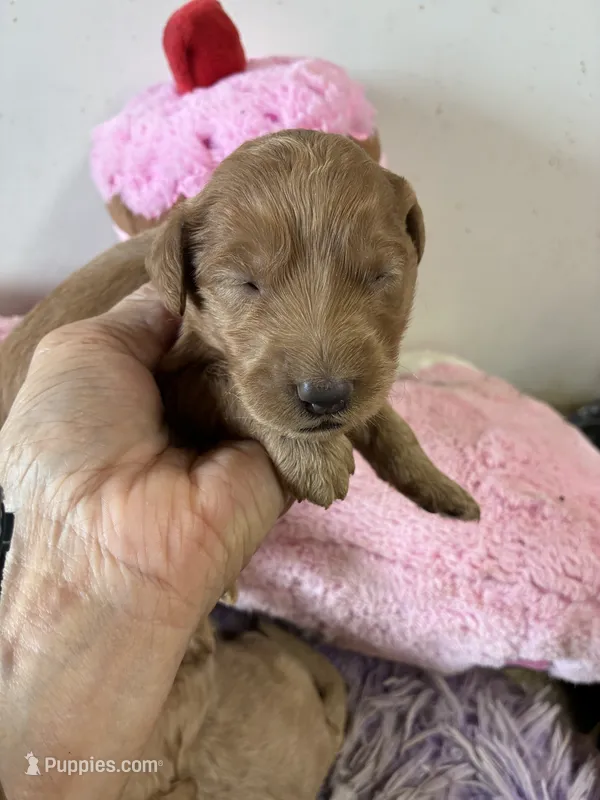 Pumpkin  – Goldendoodle puppy for sale in Concordia, KS