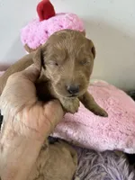 Pumpkin , a female Goldendoodle for sale in Concordia, KS – 1 of 4