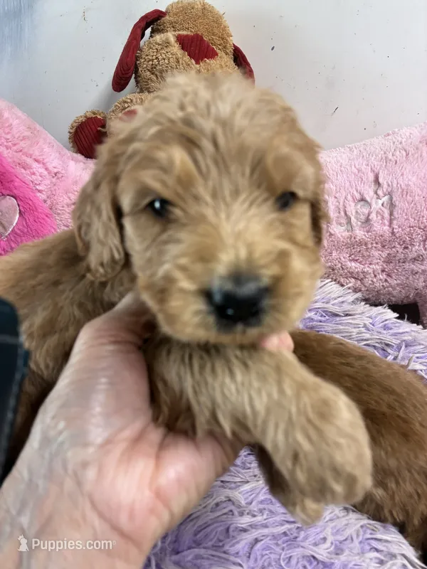Maverick  – Goldendoodle puppy for sale in Concordia, KS