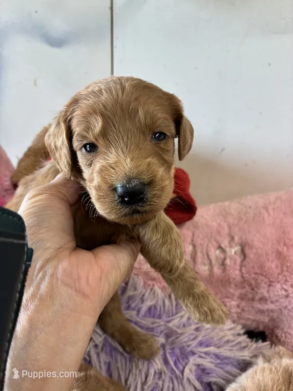 Archie  – Goldendoodle puppy for sale in Concordia, KS