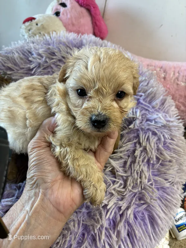 Benjy – Shihpoo, Shorkie puppy for sale in Concordia, KS