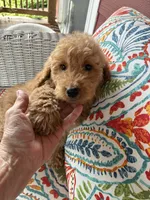 Summer , a female Goldendoodle for sale in Concordia, KS – 2 of 4