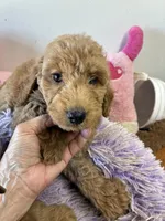 Paris, a female Goldendoodle for sale in Concordia, KS – 3 of 4
