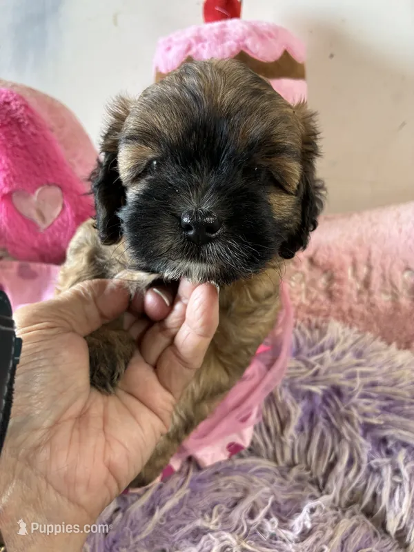 Muffin  – Shihpoo puppy for sale in Concordia, KS