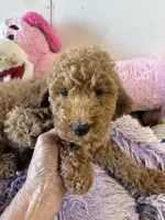 Ready to Go Pebbles , a female Goldendoodle for sale in Concordia, KS – 3 of 4
