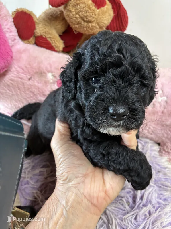 Coco – Shihpoo puppy for sale in Concordia, KS