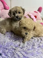 Nemo, a male Peekapoo for sale in Concordia, KS – 3 of 4